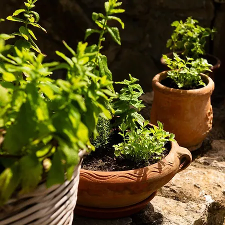 Lithea And By The Sea Daire Agios Petros (Alonissos)